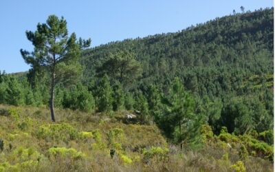 Managing Alien Plant Invasion in the Kogelberg Biosphere