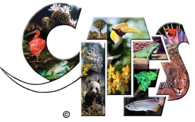 Conservation, CARE and Projects Update: September 2025