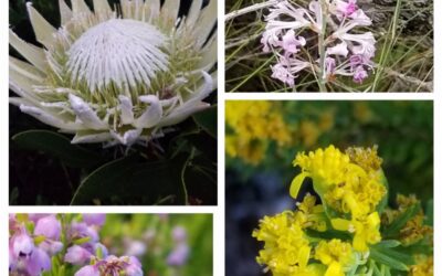 Gardening in the Kogelberg: Snippets for an Amateur Fynbos Gardener
