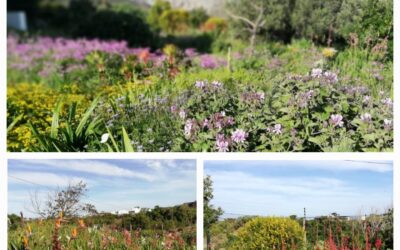 Snippets for an Amateur Fynbos Gardener