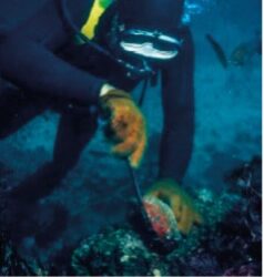 Abalone: Could a Reclassification of Dried Abalone Help to Reduce Illegal Trade?
