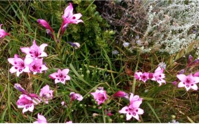 Betty’s Bay Conservancy – November 2025