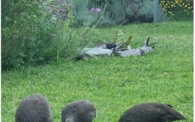 Gardening in the Kogelberg – Snippets for an Amateur Fynbos Gardener