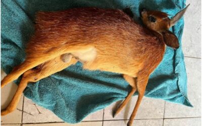 Speeding on the R44: Twenty-Five Wild Animals Killed on the Road in First Five Months in 2026