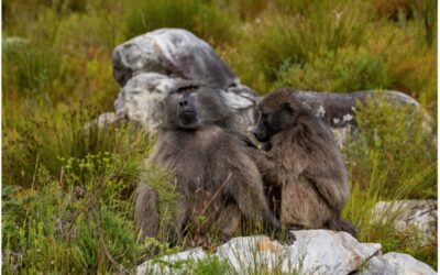Honouring the Biosphere: A Call for Responsible Baboon Management