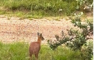 Wildlife: In Honour of our Bokkie – A Reminder For Responsible Dog Ownership in Betty’s Bay