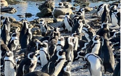 Stony Point Nature Reserve: Second Community Meeting Hosted By Cape Nature – 31 July 2026 at Harold Porter Botanical Gardens