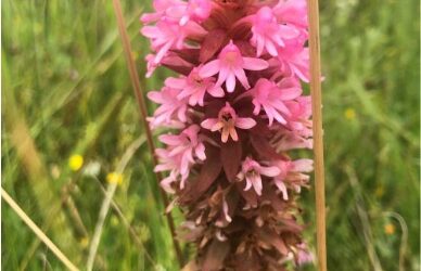 Help Protect Betty’s Bay’s Hidden Treasure: Satyrium hallickii subsp. hallackii (Endangered)