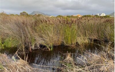 Wetlands