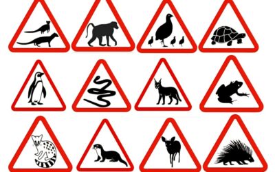 Update on the Proposed Wildlife Signs for Betty’s Bay