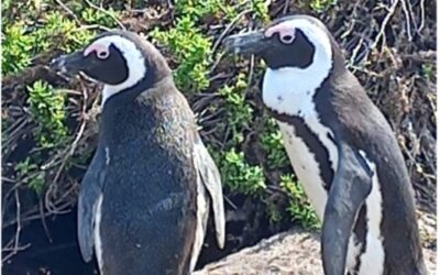 The Critically Endangered African Penguin: Third Community Meeting hosted by Cape Nature