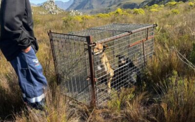 Wildlife: Update on the Capture of Free-Ranging Dogs